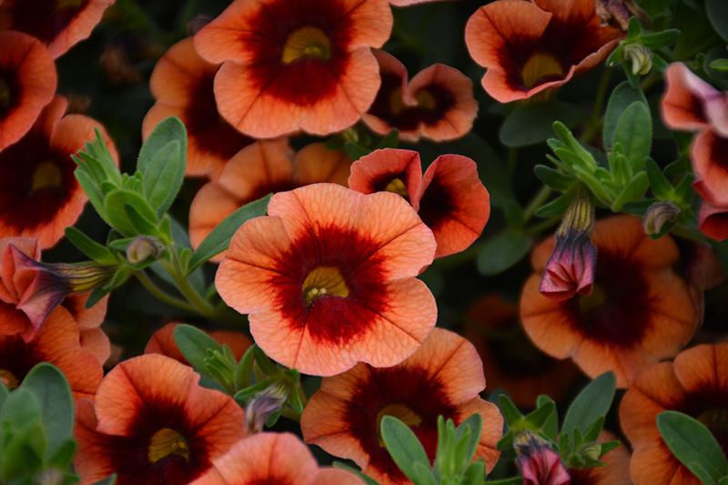 Calibrachoa Superbells Tangerine Punch - View 2 from www redcrocus com
