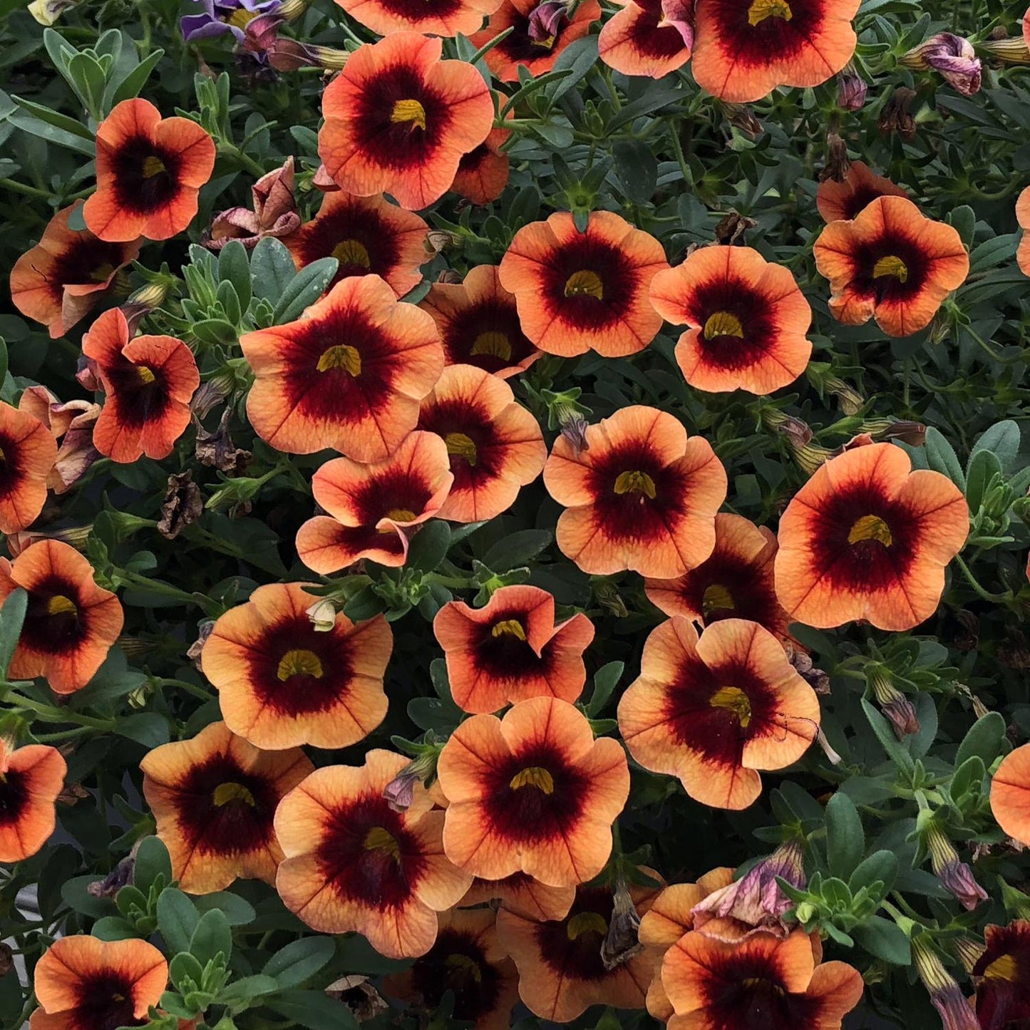 Calibrachoa Superbells Tangerine Punch - View 3 from www redcrocus com