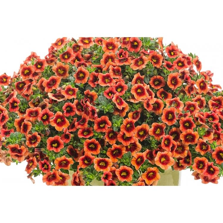 Calibrachoa Superbells Tangerine Punch - View 4 from www redcrocus com