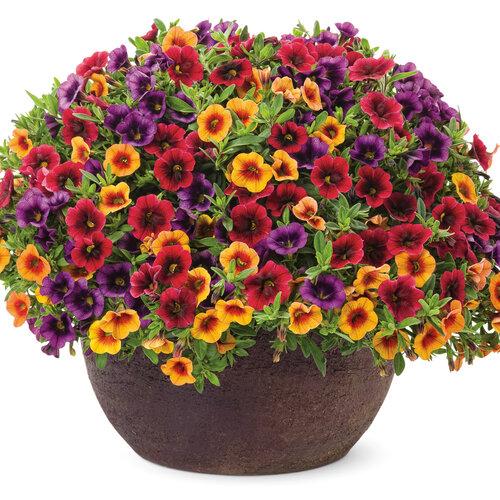 Calibrachoa Superbells Tangerine Punch - View 8 from www redcrocus com