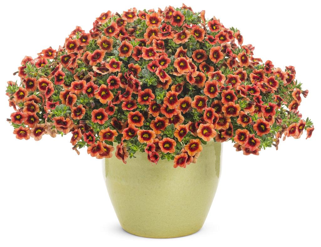 Calibrachoa Superbells Tangerine Punch - View 9 from www redcrocus com