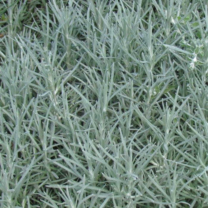 Helichrysum Thianschanicum Icicles - View 10 from www redcrocus com