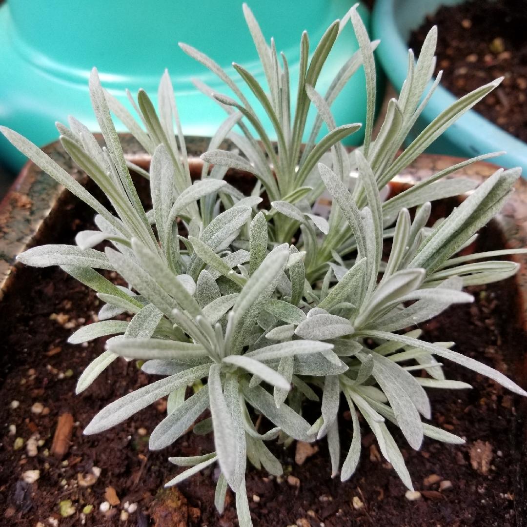 Helichrysum Thianschanicum Icicles - View 12 from www redcrocus com