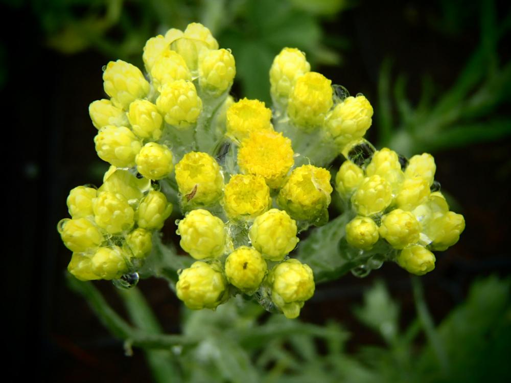 Helichrysum Thianschanicum Icicles - View 14 from www redcrocus com