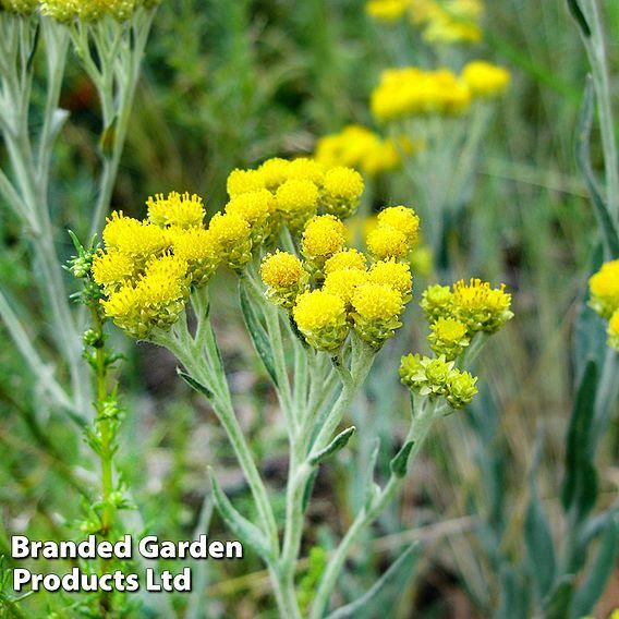 Helichrysum Thianschanicum Icicles - View 15 from www redcrocus com