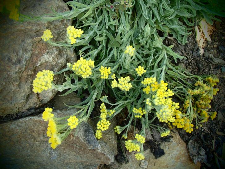 Helichrysum Thianschanicum Icicles - View 17 from www redcrocus com