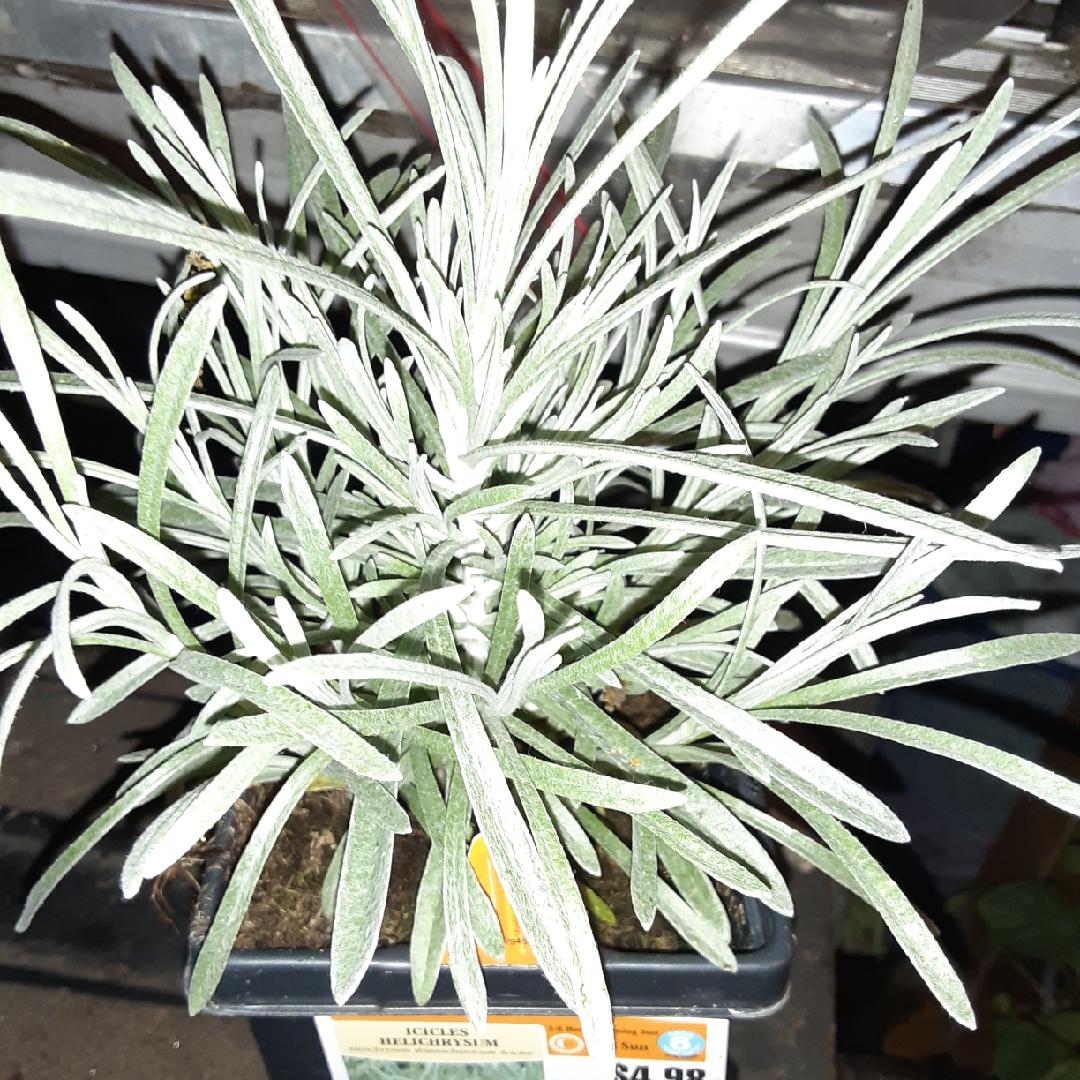 Helichrysum Thianschanicum Icicles - View 19 from www redcrocus com