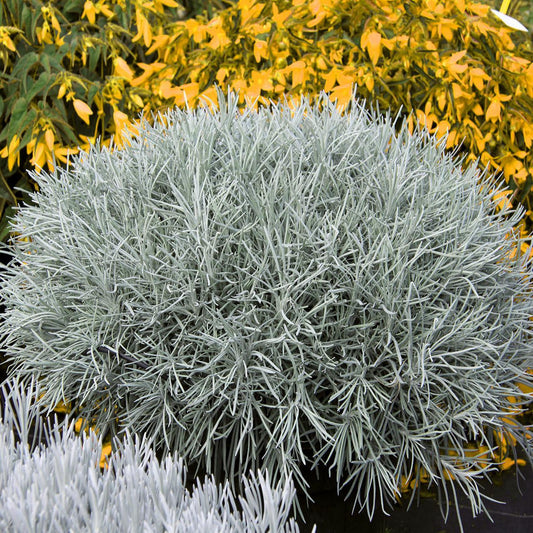 Helichrysum Thianschanicum Icicles - View 1 from www redcrocus com