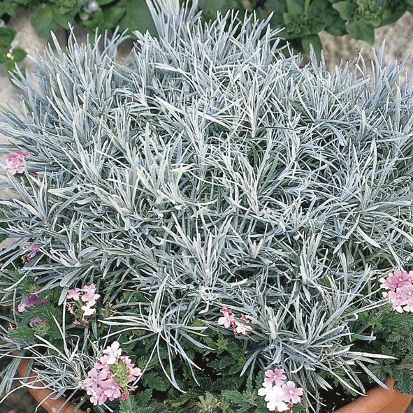 Helichrysum Thianschanicum Icicles - View 2 from www redcrocus com
