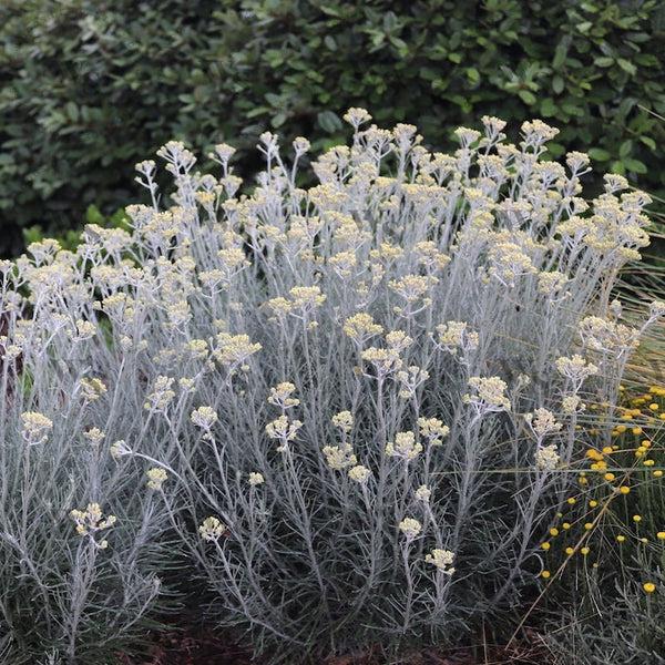 Helichrysum Thianschanicum Icicles - View 4 from www redcrocus com