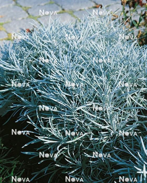 Helichrysum Thianschanicum Icicles - View 5 from www redcrocus com