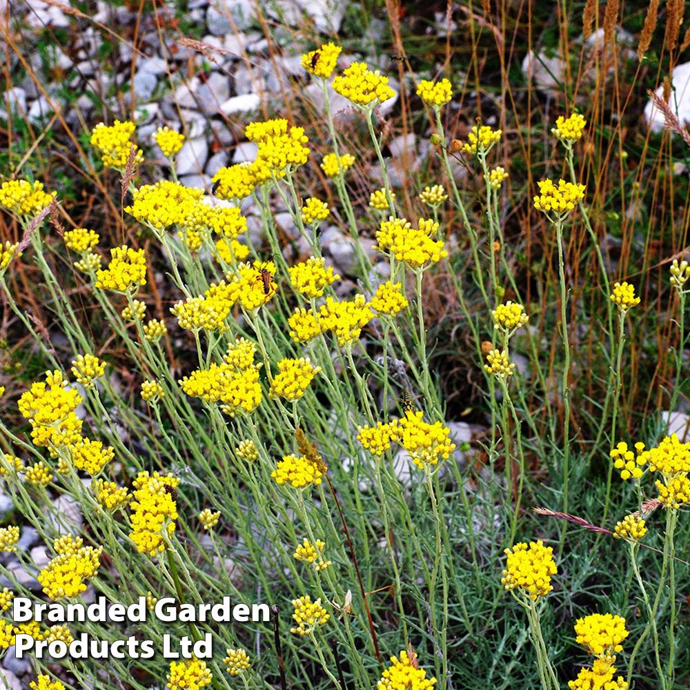 Helichrysum Thianschanicum Icicles - View 6 from www redcrocus com