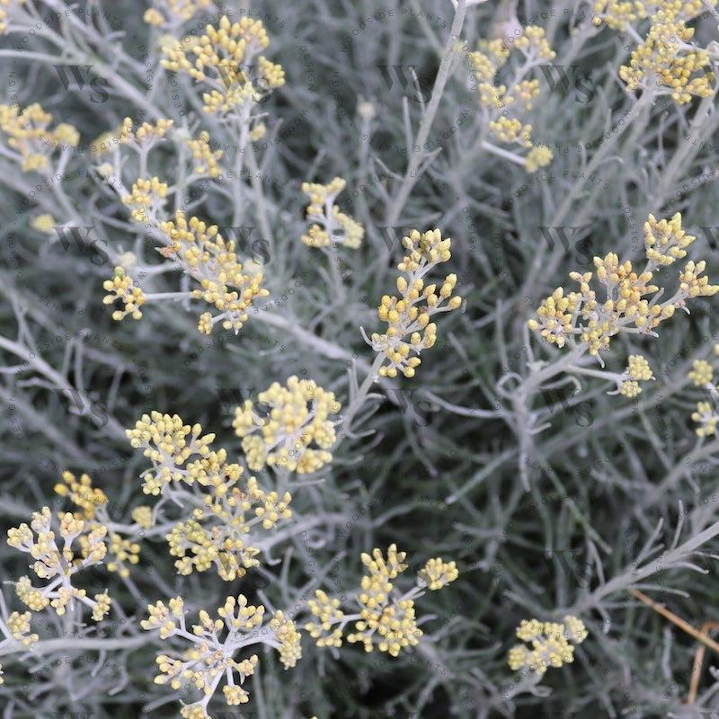 Helichrysum Thianschanicum Icicles - View 7 from www redcrocus com