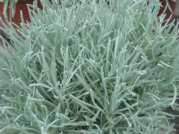 Helichrysum Thianschanicum Icicles - View 8 from www redcrocus com