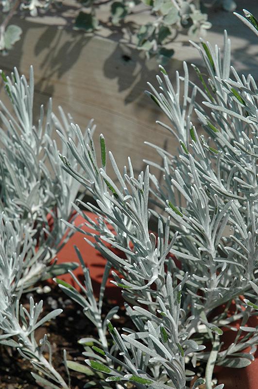 Helichrysum Thianschanicum Icicles - View 9 from www redcrocus com