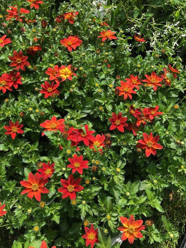 Bidens Campfire Flame - View 10 from www redcrocus com