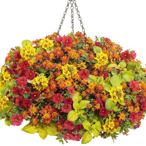 Bidens Campfire Flame - View 11 from www redcrocus com