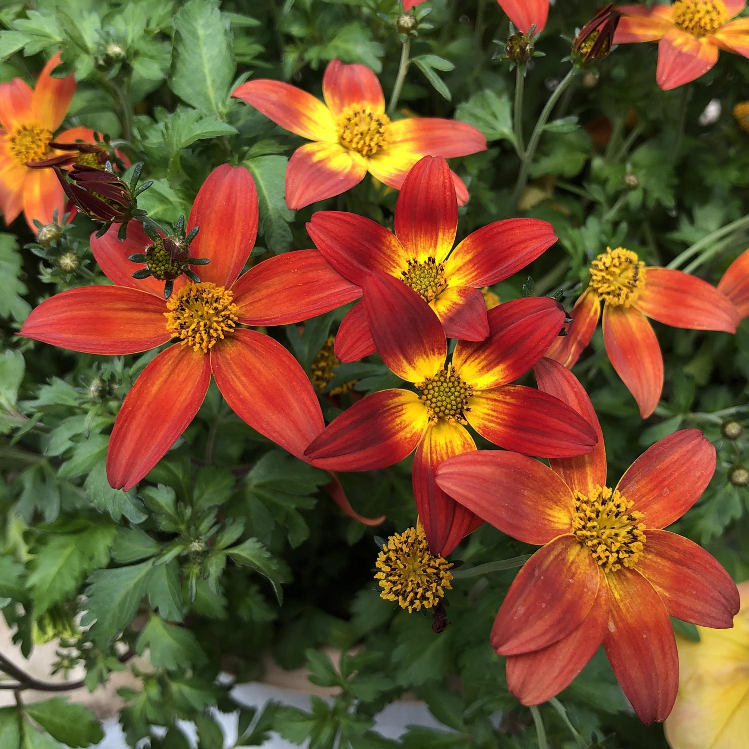 Bidens Campfire Flame - View 12 from www redcrocus com