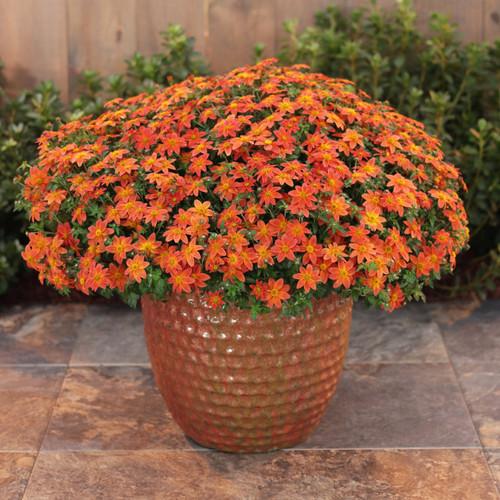 Bidens Campfire Flame - View 13 from www redcrocus com