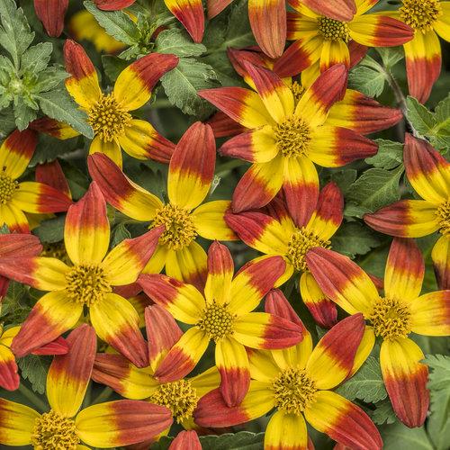 Bidens Campfire Flame - View 14 from www redcrocus com