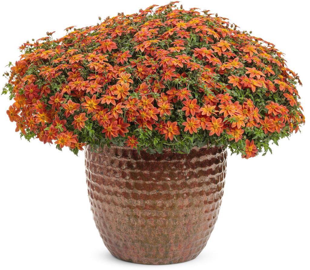 Bidens Campfire Flame - View 18 from www redcrocus com