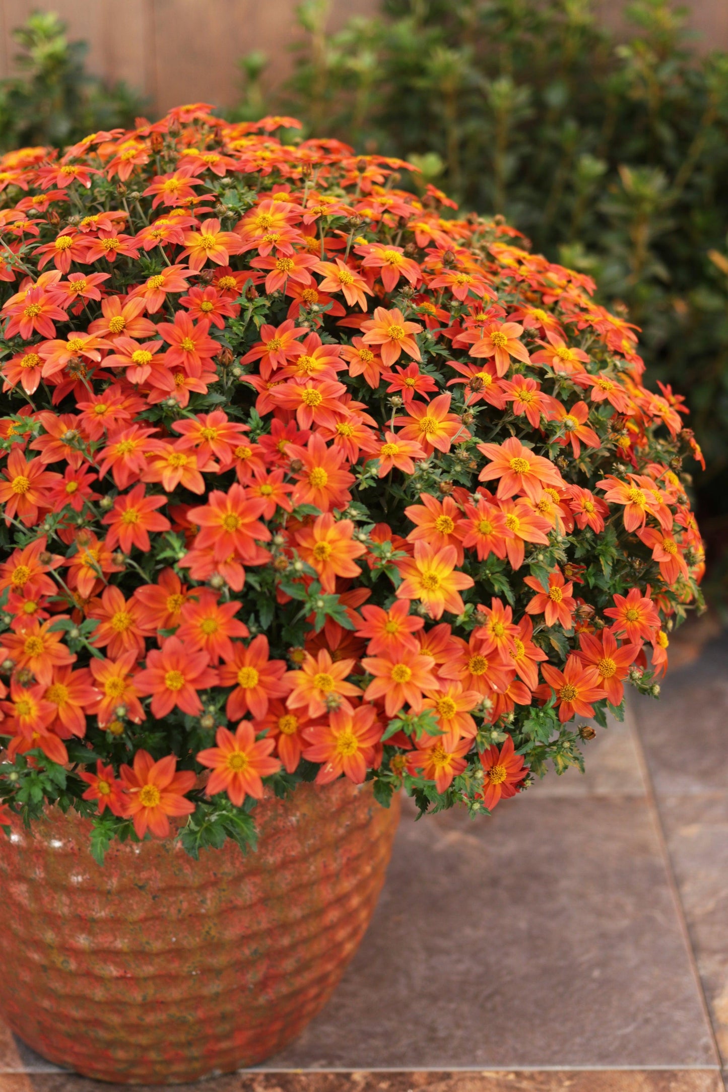 Bidens Campfire Flame - View 19 from www redcrocus com