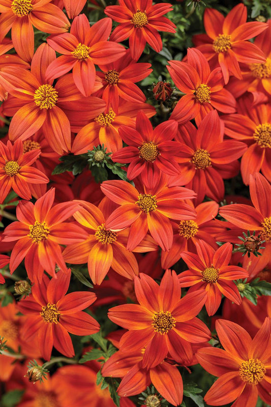 Bidens Campfire Flame - View 1 from www redcrocus com