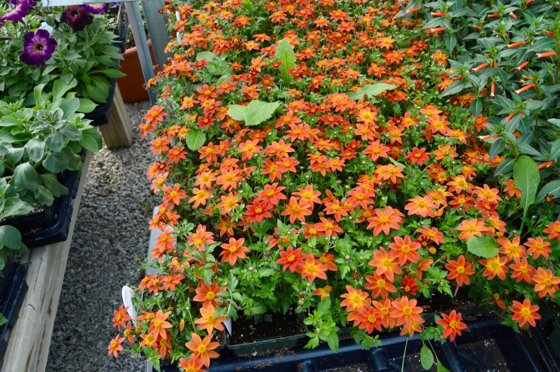 Bidens Campfire Flame - View 3 from www redcrocus com