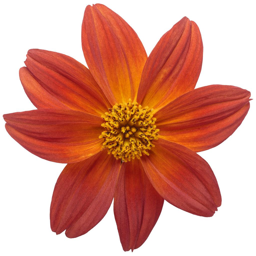 Bidens Campfire Flame - View 6 from www redcrocus com