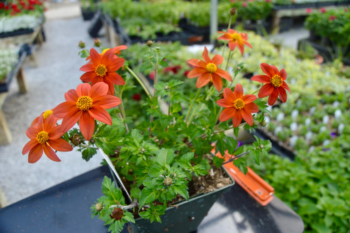 Bidens Campfire Flame - View 7 from www redcrocus com