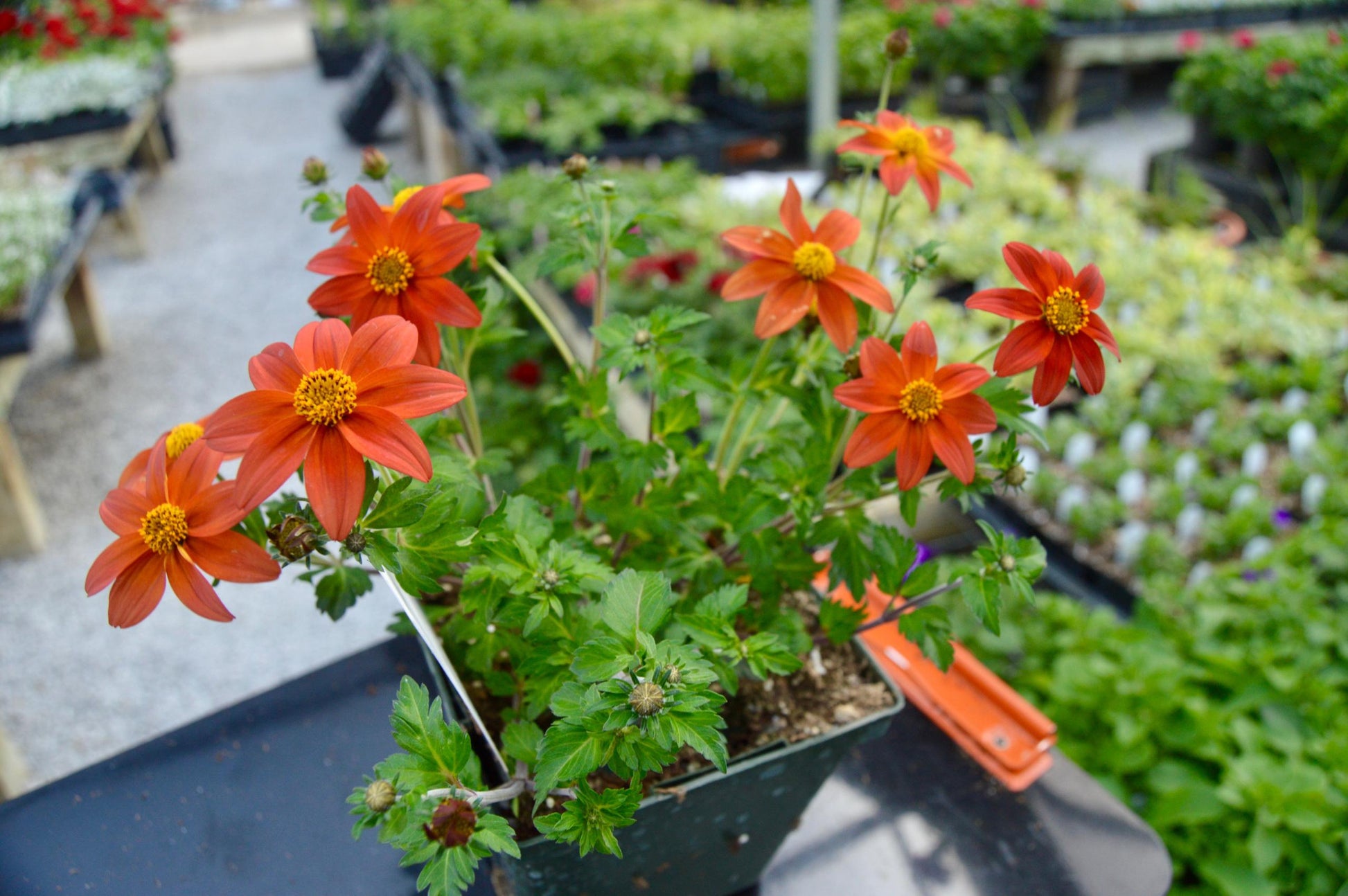 Bidens Campfire Flame - View 7 from www redcrocus com