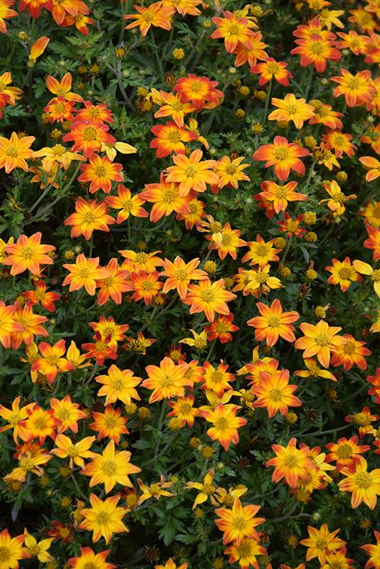 Bidens Campfire Flame - View 8 from www redcrocus com