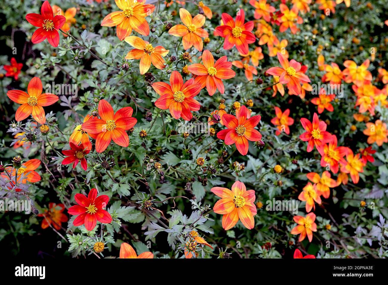 Bidens Campfire Flame - View 9 from www redcrocus com