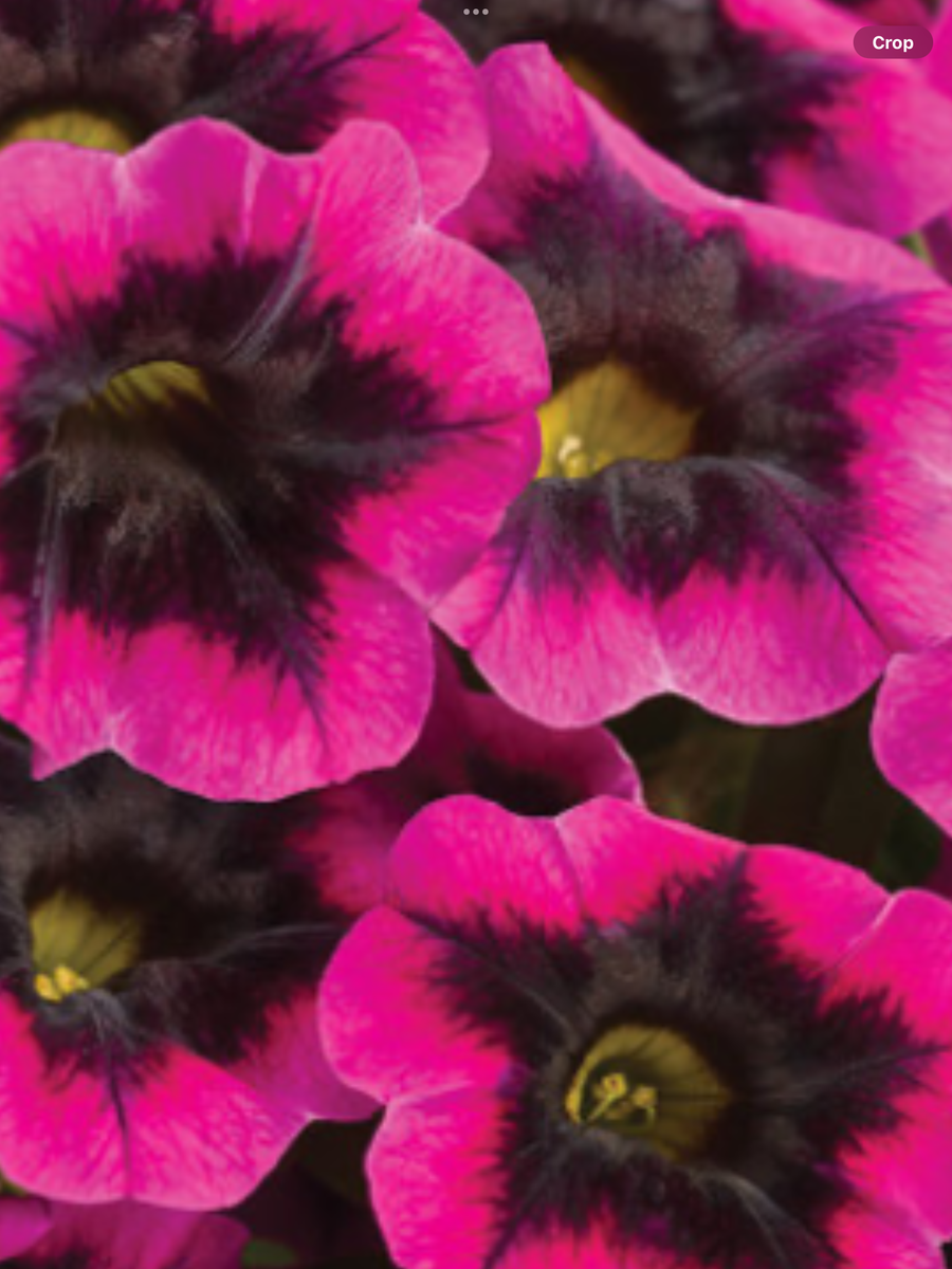 Calibrachoa Superbells Blackcurrant Punch - View 10 from www redcrocus com