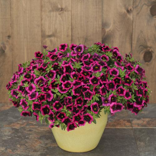 Calibrachoa Superbells Blackcurrant Punch - View 11 from www redcrocus com