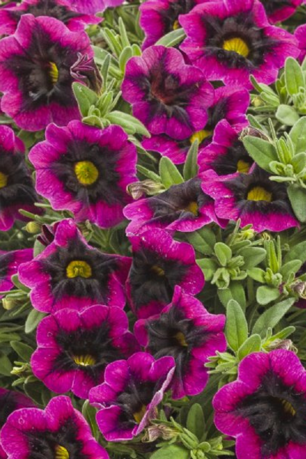 Calibrachoa Superbells Blackcurrant Punch - View 12 from www redcrocus com