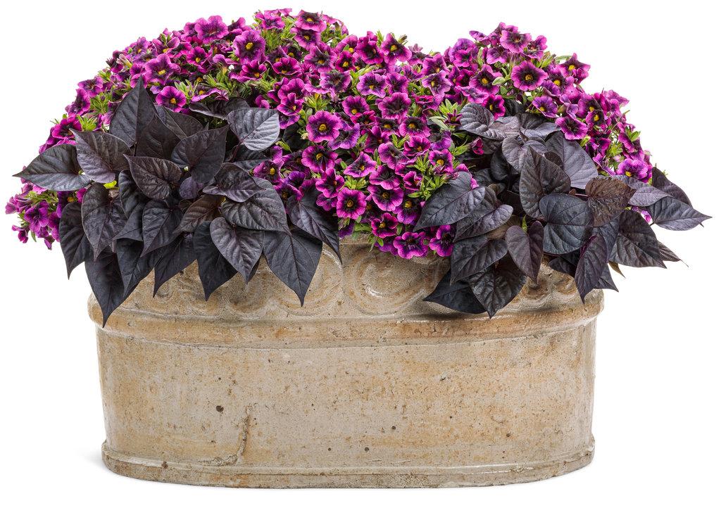 Calibrachoa Superbells Blackcurrant Punch - View 13 from www redcrocus com