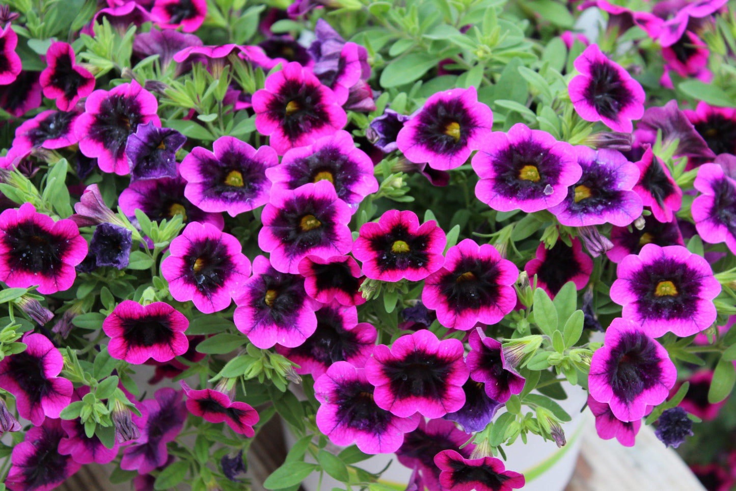 Calibrachoa Superbells Blackcurrant Punch - View 14 from www redcrocus com