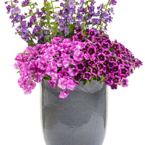Calibrachoa Superbells Blackcurrant Punch - View 17 from www redcrocus com