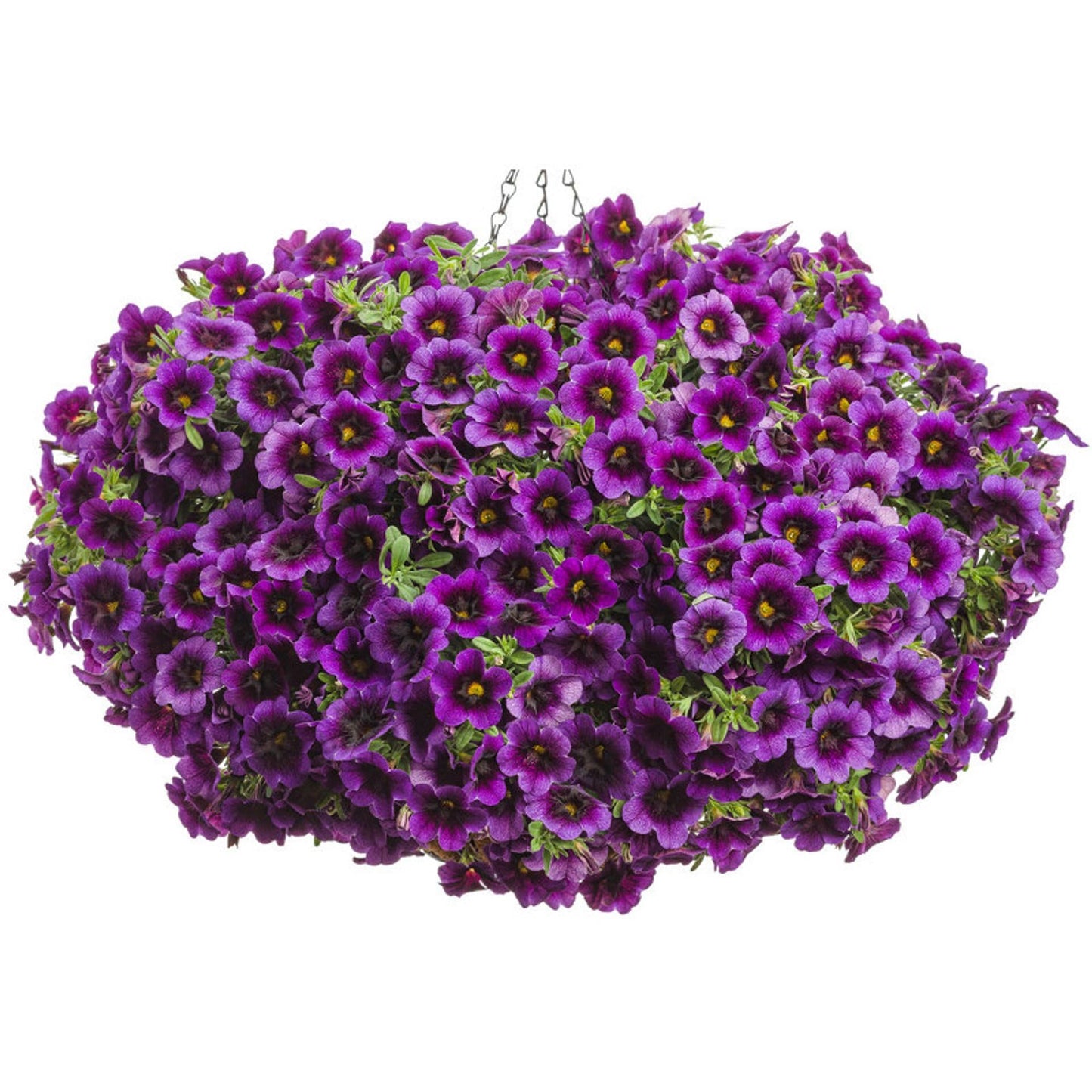 Calibrachoa Superbells Blackcurrant Punch - View 18 from www redcrocus com