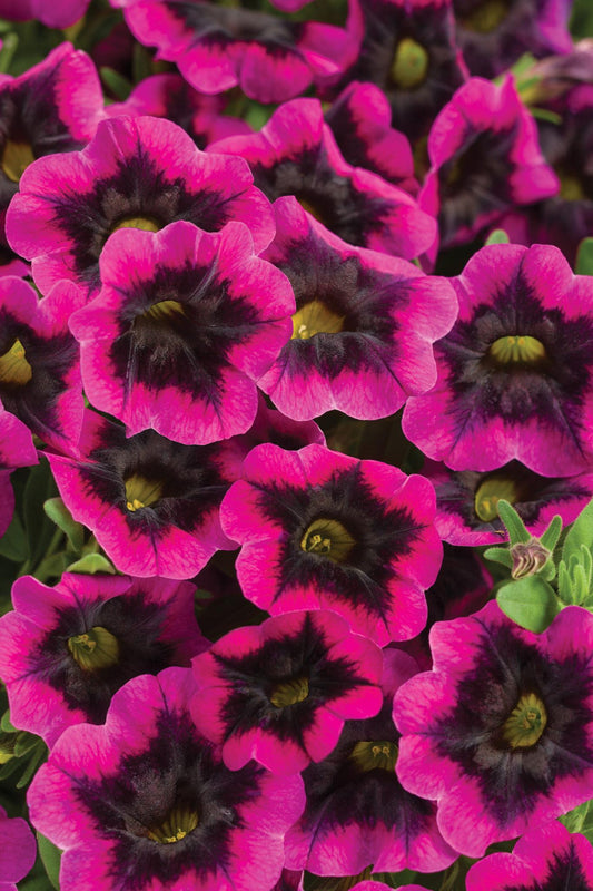 Calibrachoa Superbells Blackcurrant Punch - View 1 from www redcrocus com