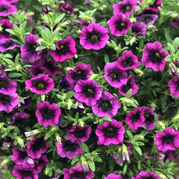 Calibrachoa Superbells Blackcurrant Punch - View 2 from www redcrocus com
