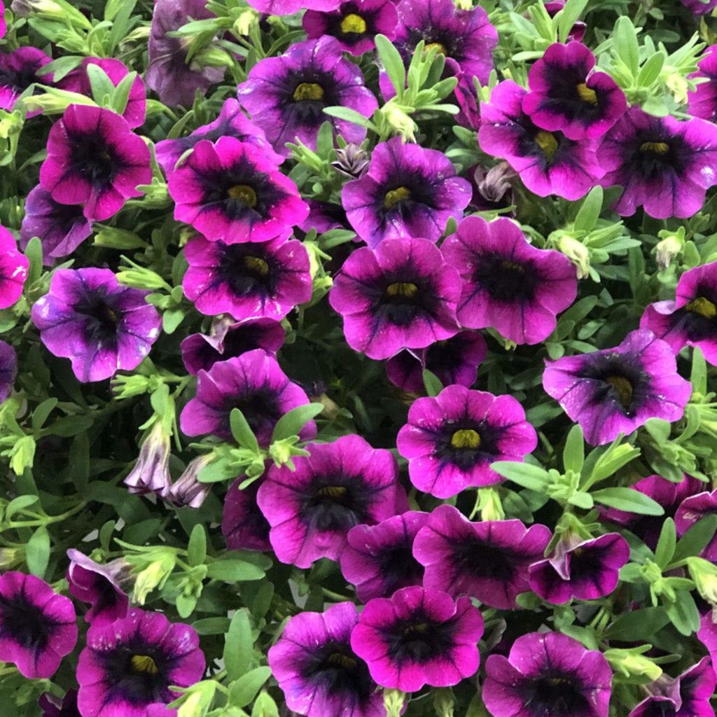 Calibrachoa Superbells Blackcurrant Punch - View 3 from www redcrocus com