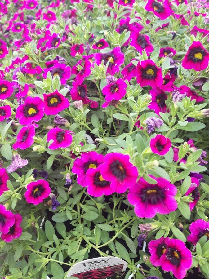 Calibrachoa Superbells Blackcurrant Punch - View 4 from www redcrocus com