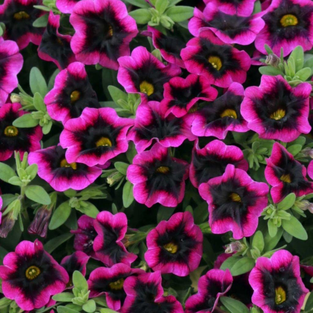 Calibrachoa Superbells Blackcurrant Punch - View 5 from www redcrocus com