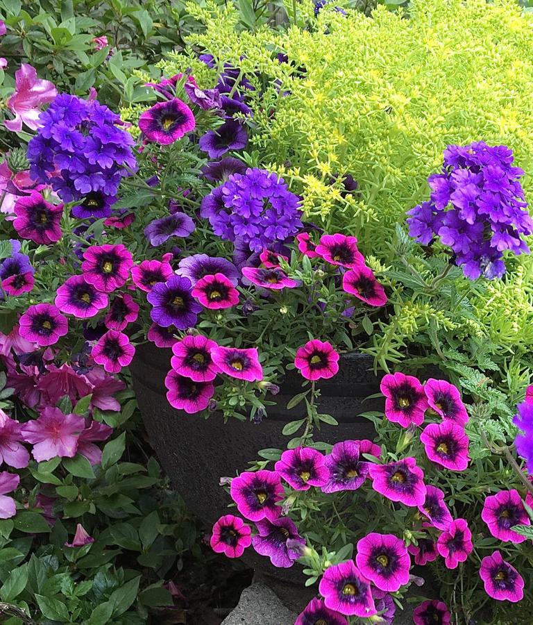 Calibrachoa Superbells Blackcurrant Punch - View 6 from www redcrocus com