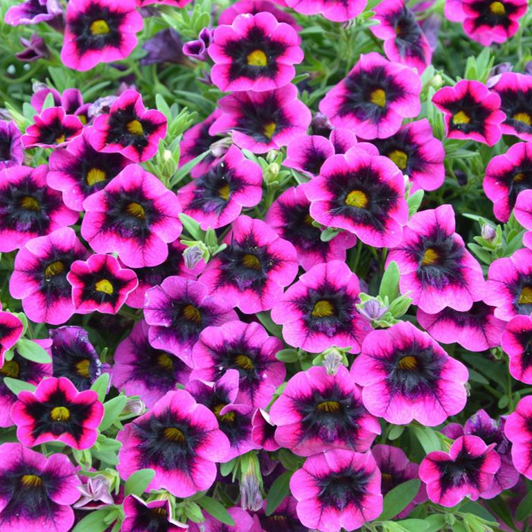 Calibrachoa Superbells Blackcurrant Punch - View 8 from www redcrocus com