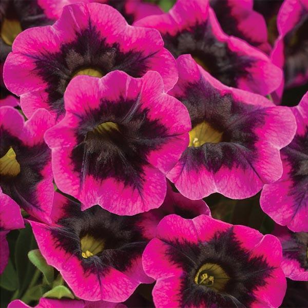 Calibrachoa Superbells Blackcurrant Punch - View 9 from www redcrocus com