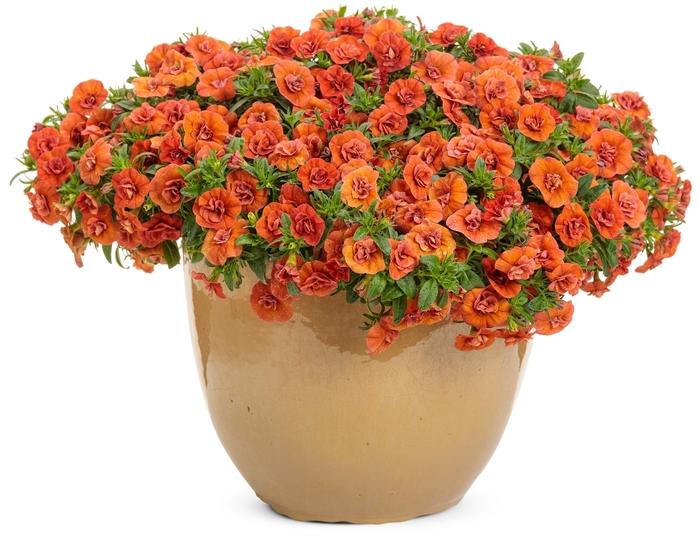 Calibrachoa Superbells Double Orange - View 10 from www redcrocus com
