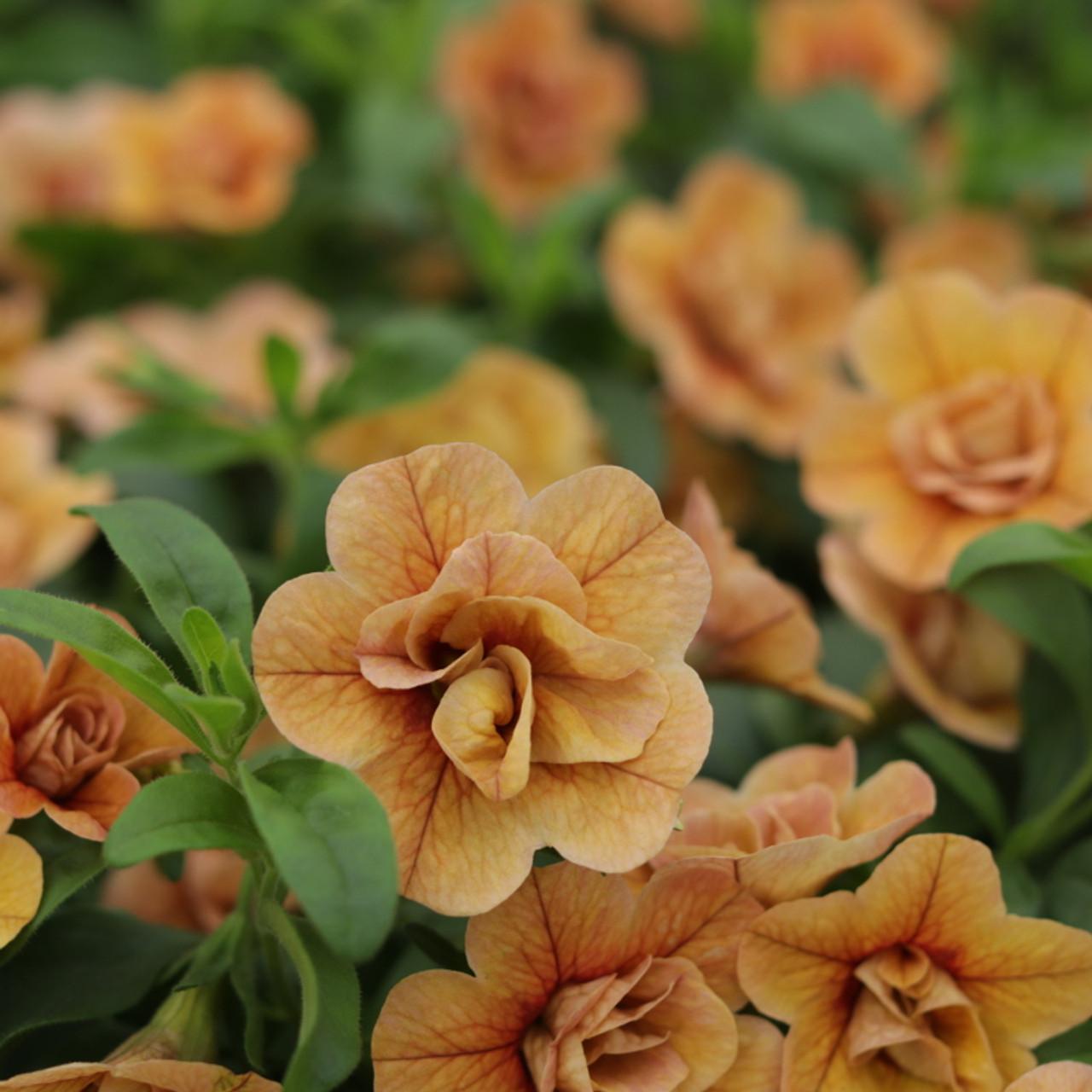 Calibrachoa Superbells Double Orange - View 11 from www redcrocus com